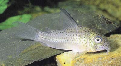 Corydoras sp. C14